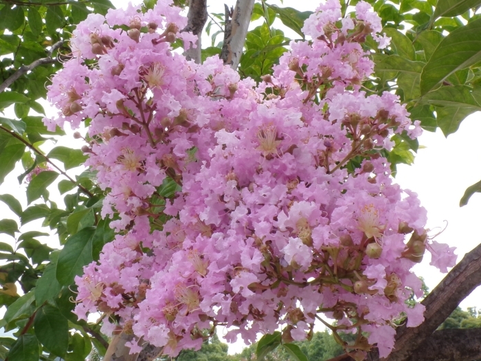 サルスベリの花 その2