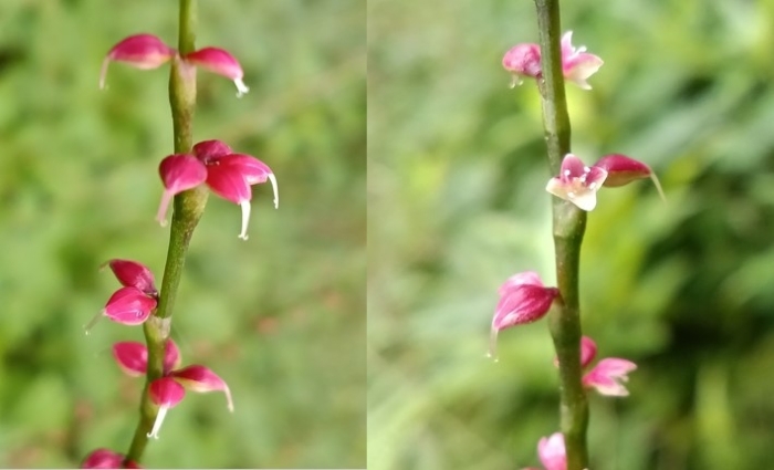 ミズヒキの花とつぼみ