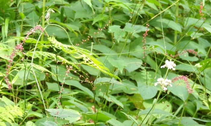 ミズヒキの花群