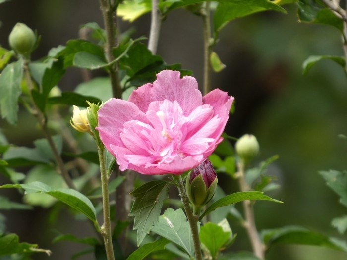 ムクゲの花のアップ