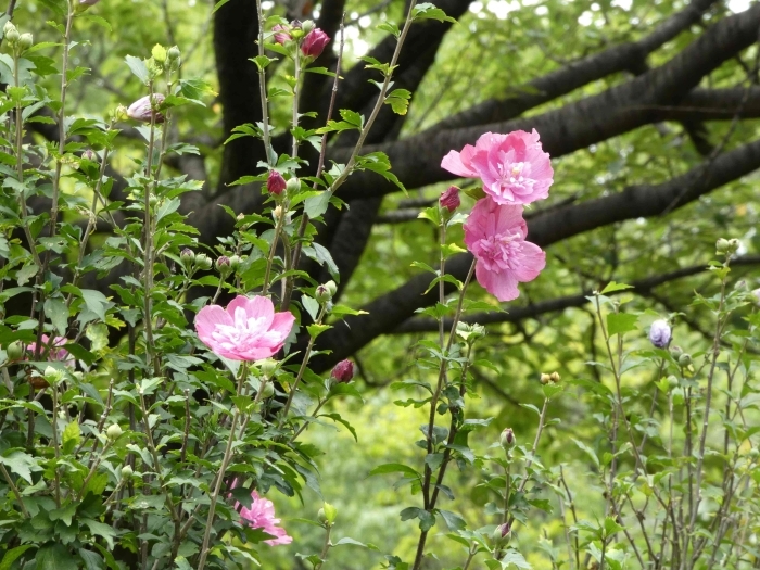 寄り添って咲くムクゲの花群