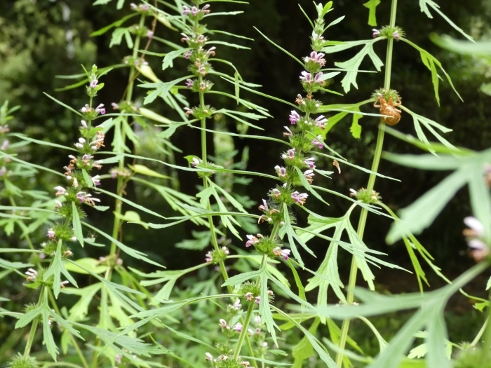 メハジキの花の群生とセミの抜け殻