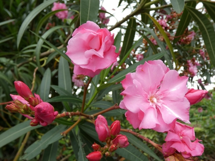 ピンク色のキョウチクトウ花群