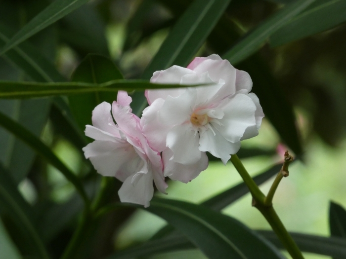 ピンク色の花の中で咲く白いキョウチクトウの花