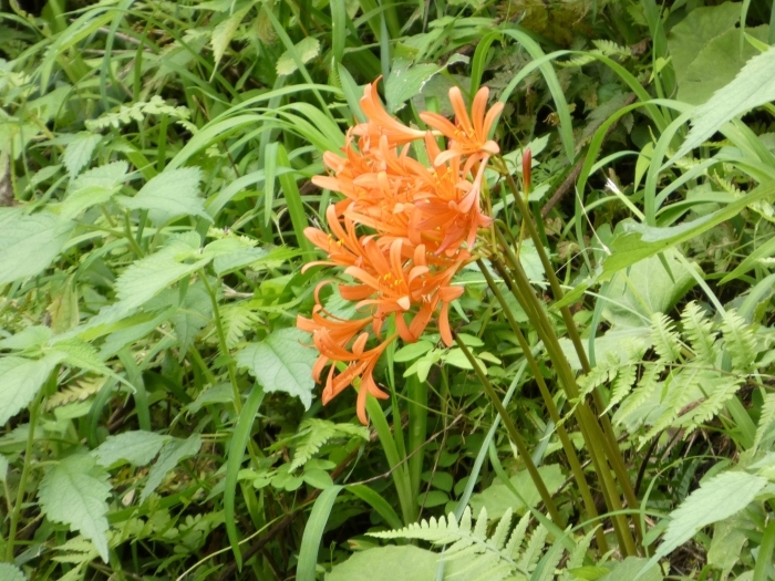キツネノカミソリの群生する花