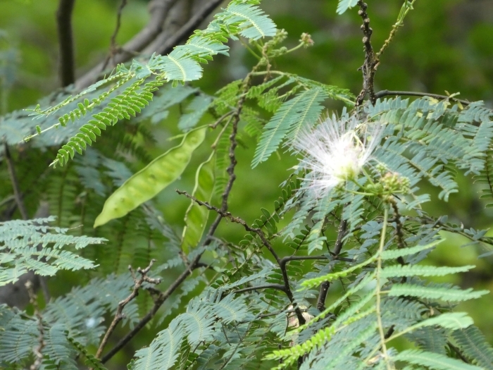 ネムノキの実と花 その1