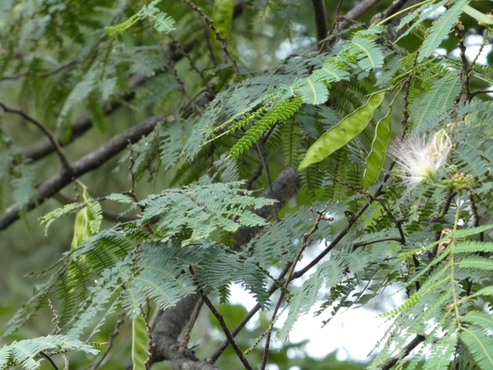 ネムノキの実と花 その2