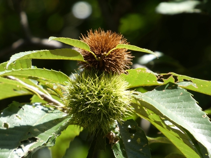 緑の若い実におんぶする茶色の熟した実