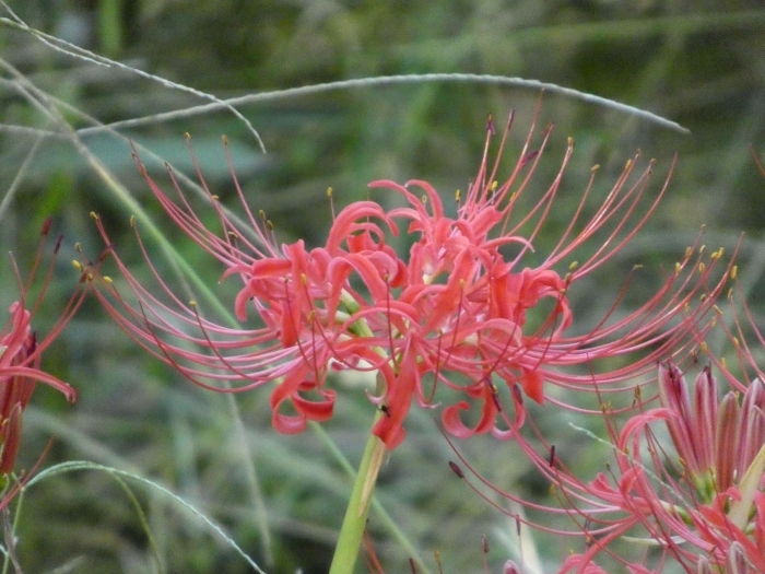 ヒガンバナの花のアップ