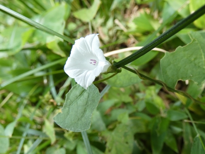 小さなマメアサガオの花