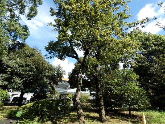 コナラの木 その1