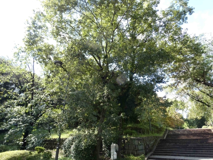 コナラの木 その2