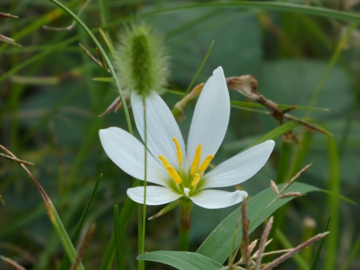 タマスダレの花