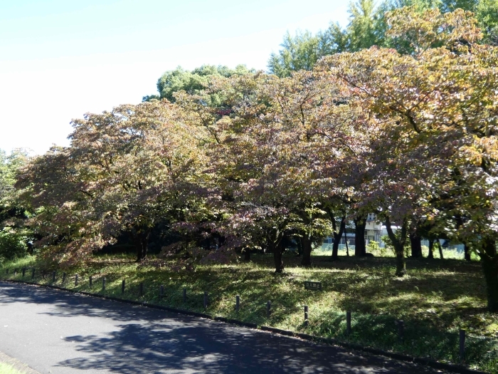 赤く色づき始めたハナミズキの木