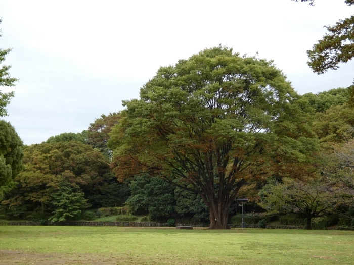 芝生広場で紅葉を始めたケヤキ