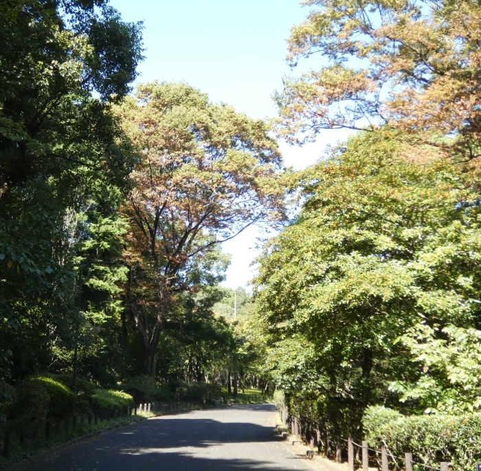 西大通り沿いのケヤキ