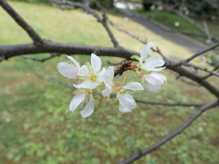 秋に咲いたすももの花 その1