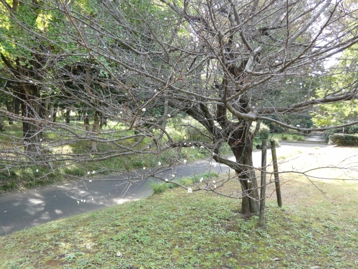 秋に花を身に着けたスモモの木 その1