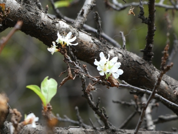 秋に咲いたすももの花 その2