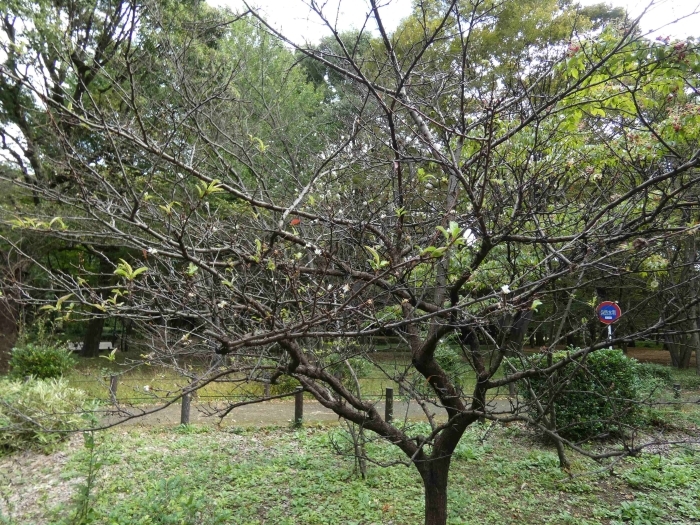秋に花を身に着けたスモモの木 その2