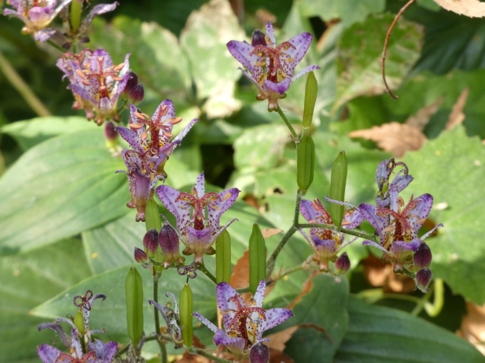 タイワンホトトギスの花、つぼみ、実