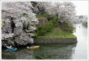 写真:千鳥ケ淵