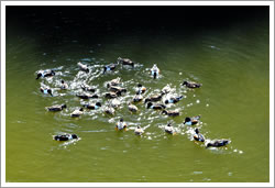 写真：お濠の水鳥