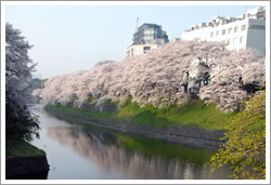 写真：千鳥ケ淵の桜