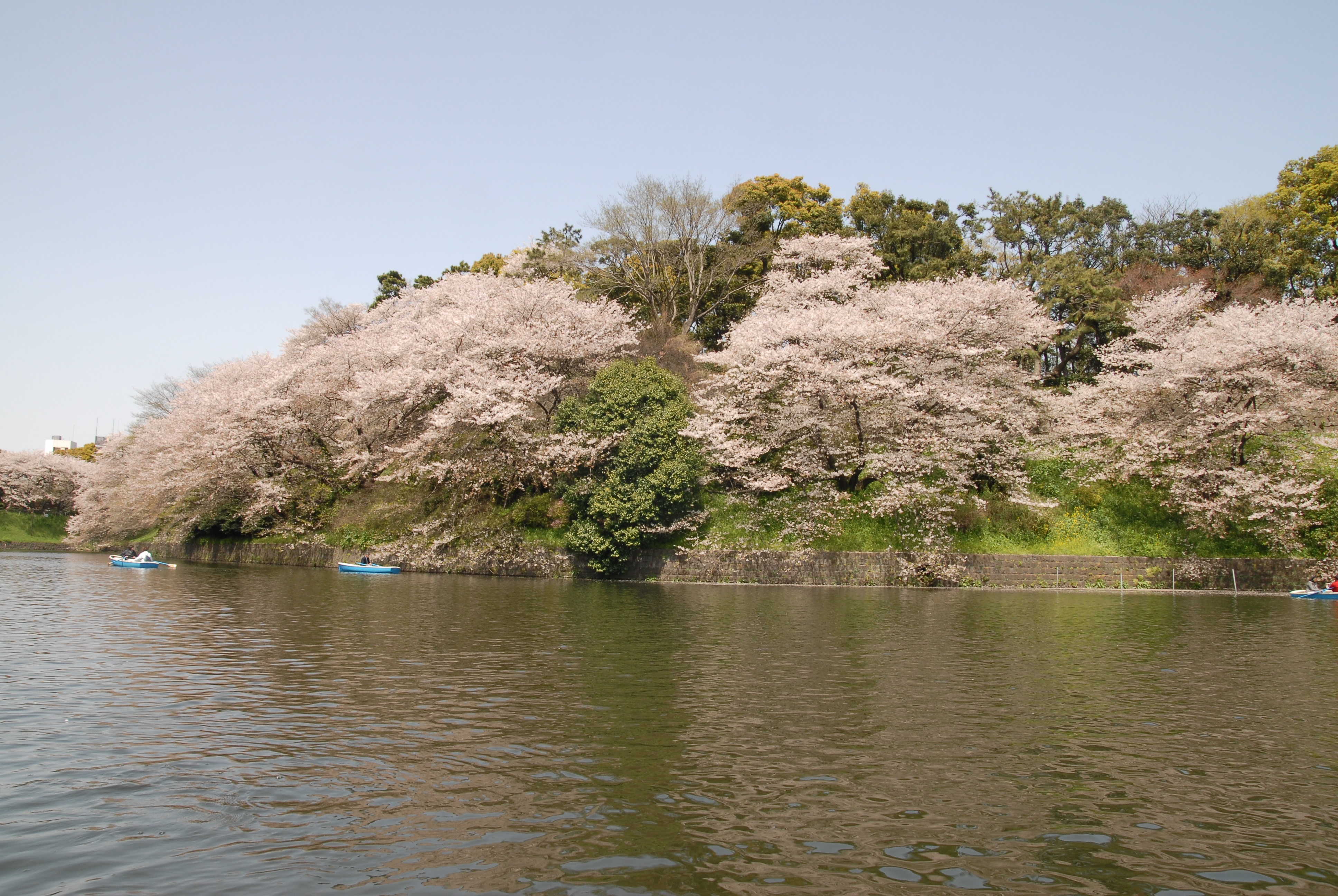 写真：千鳥ケ淵より北の丸の堤塘