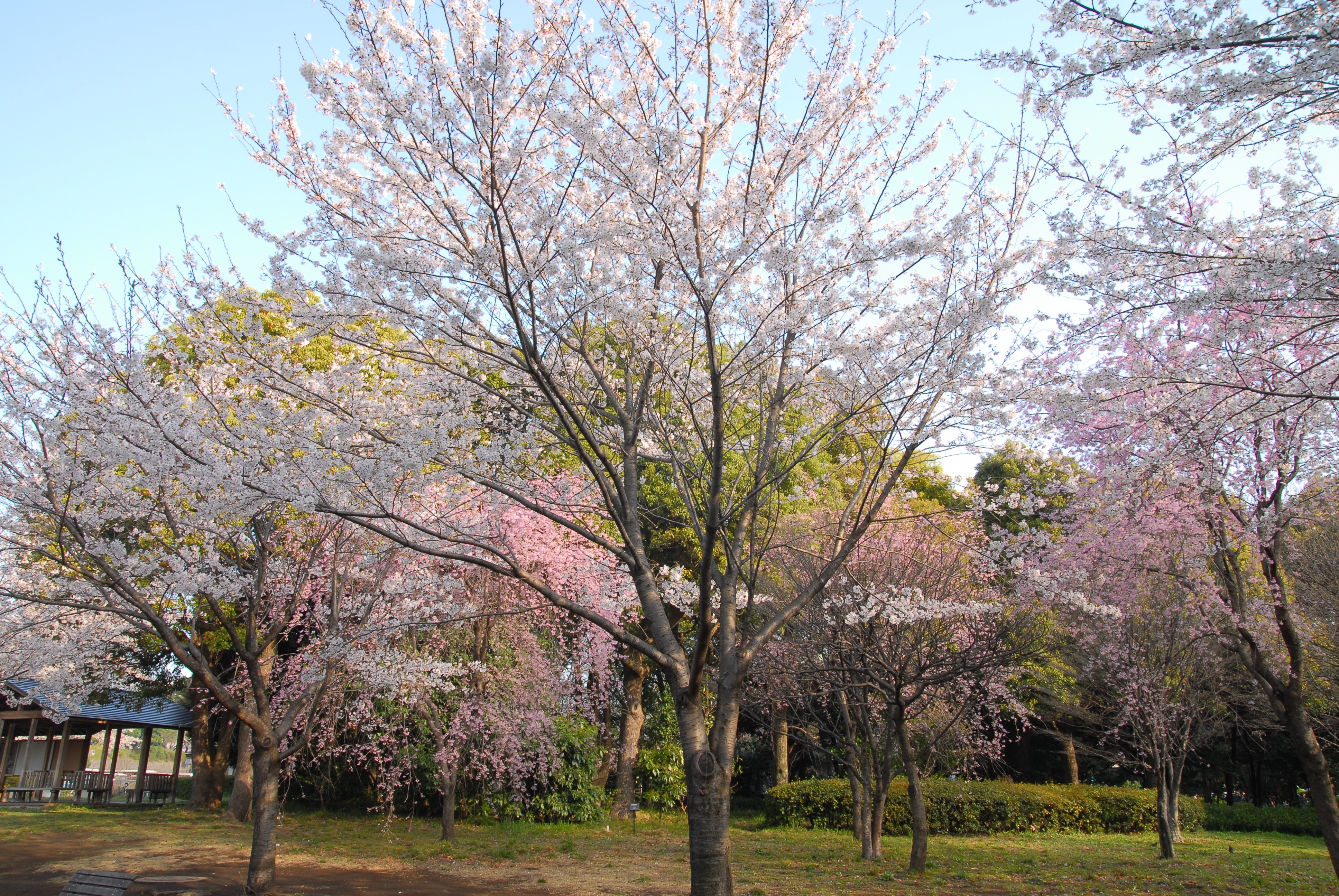 写真：ソメイヨシノと紅枝垂桜