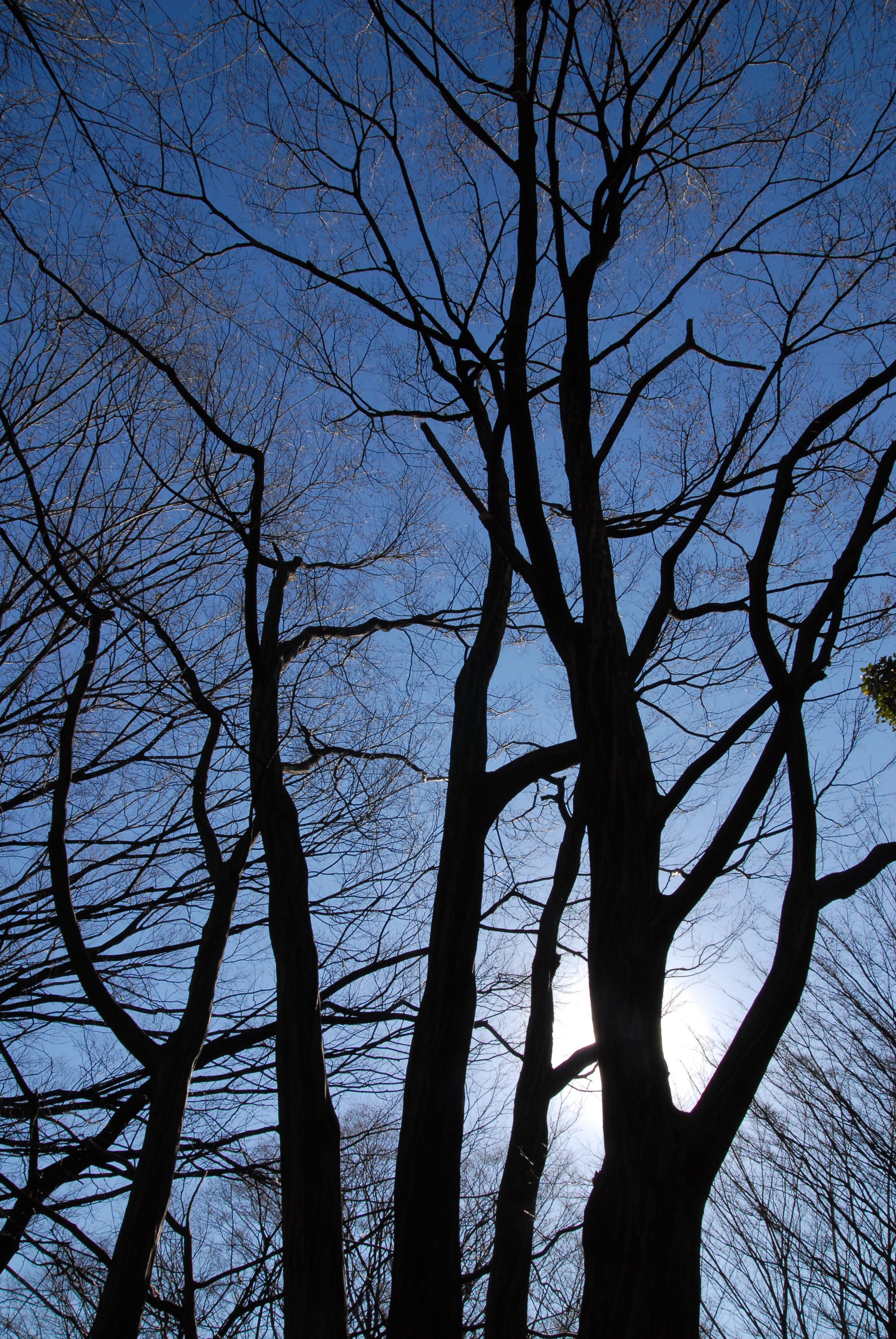 写真：冬木立