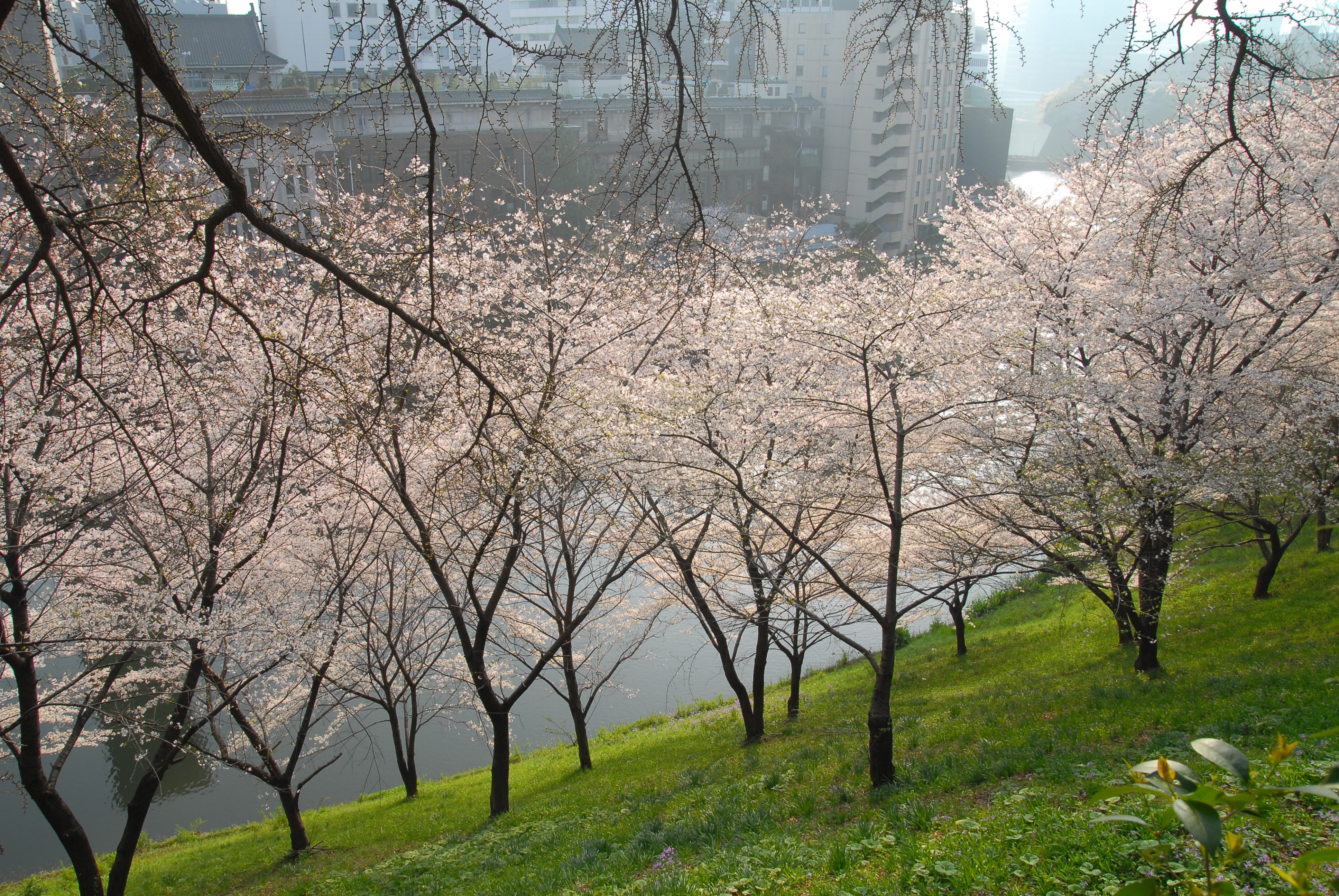 写真：牛ヶ淵の桜