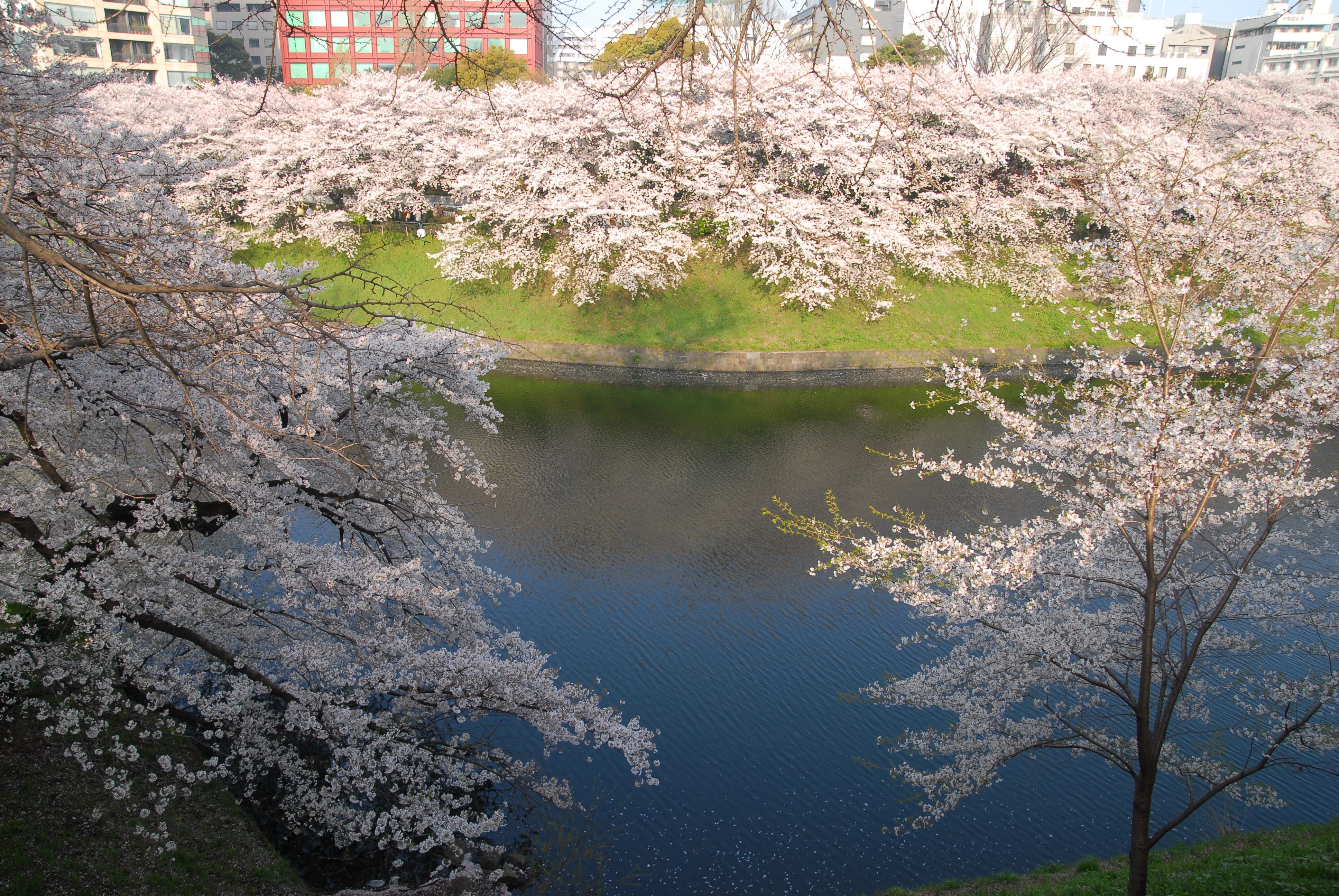 写真：千鳥ケ淵の桜