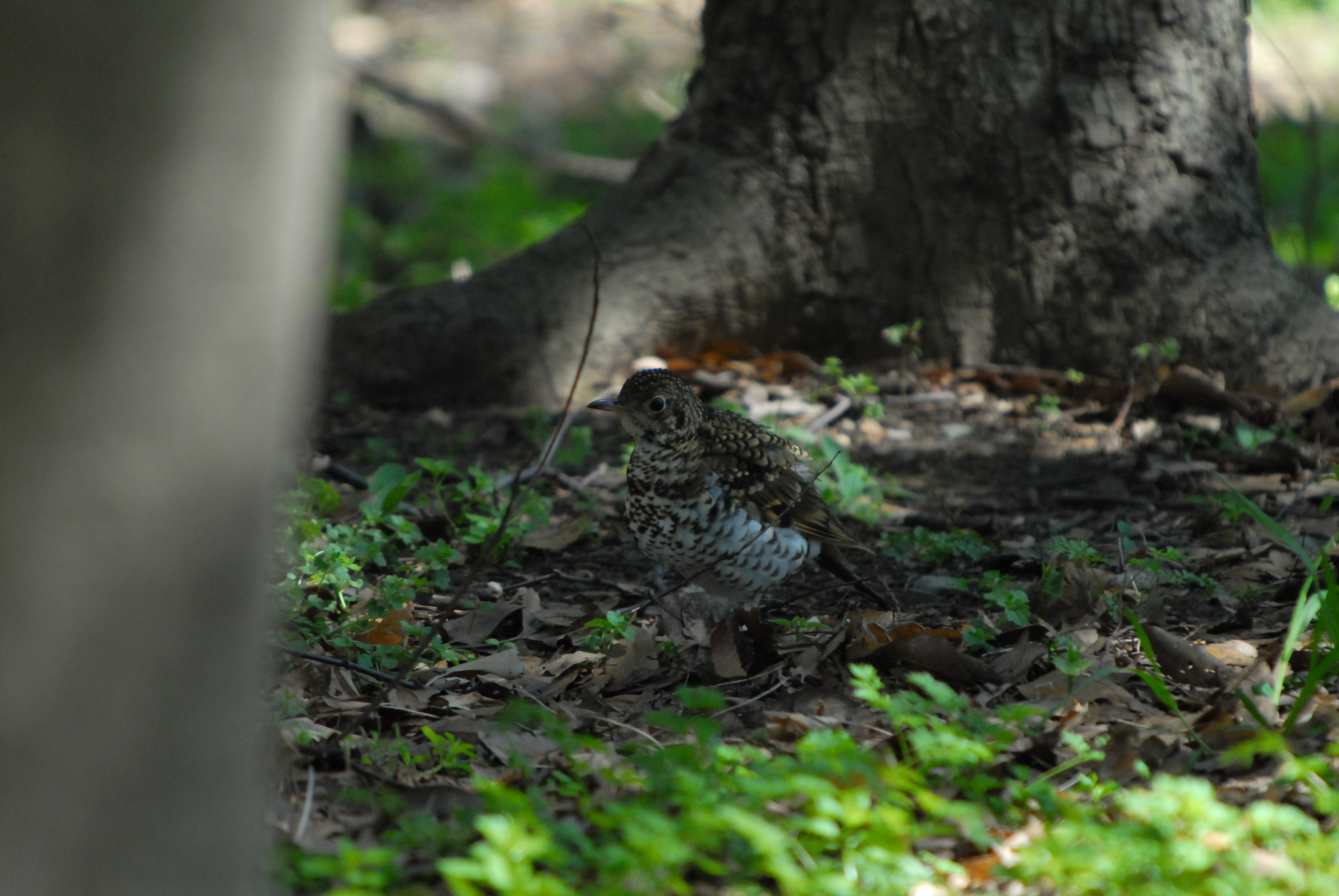 写真：トラツグミ