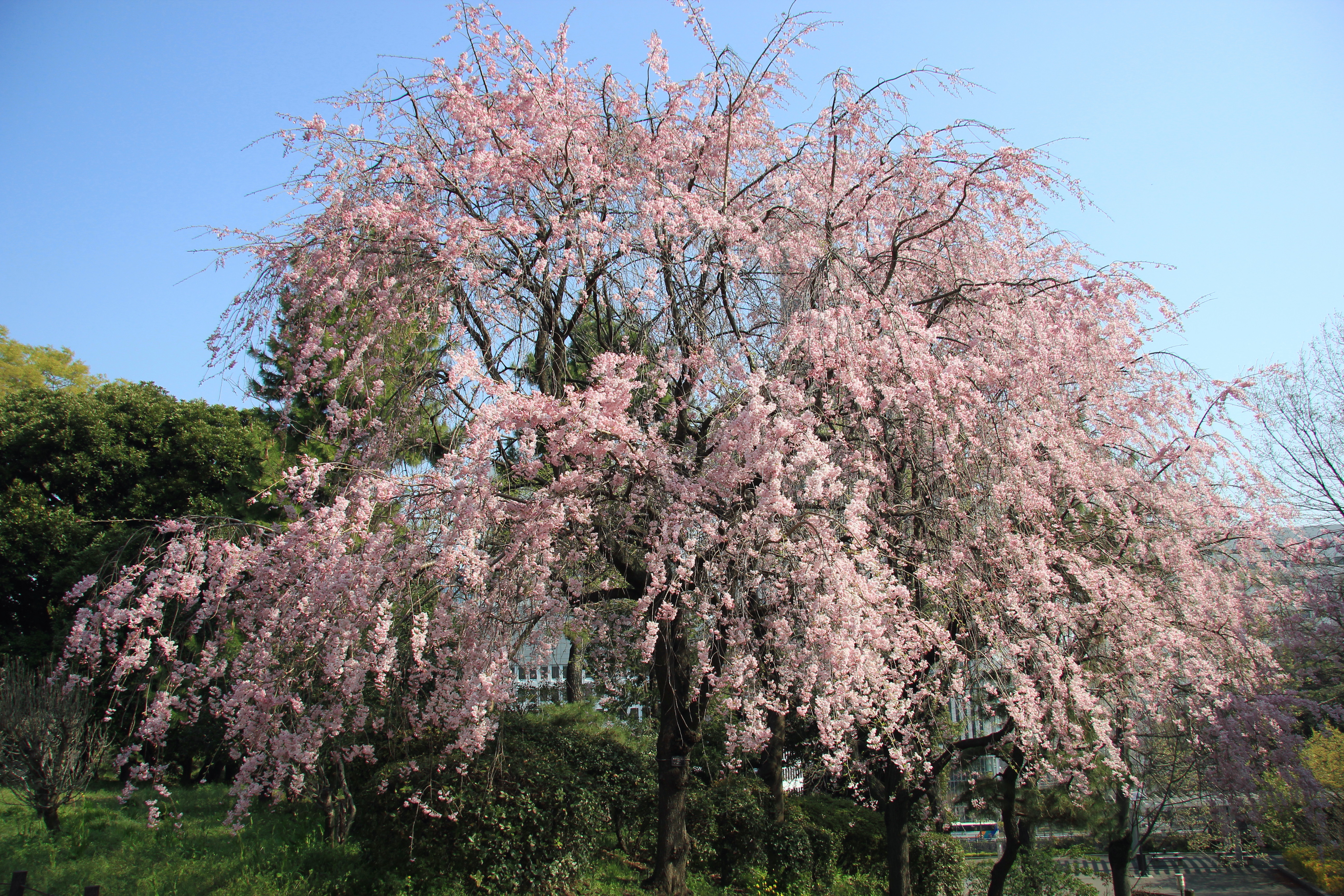 写真：清水門付近の八重紅枝垂桜