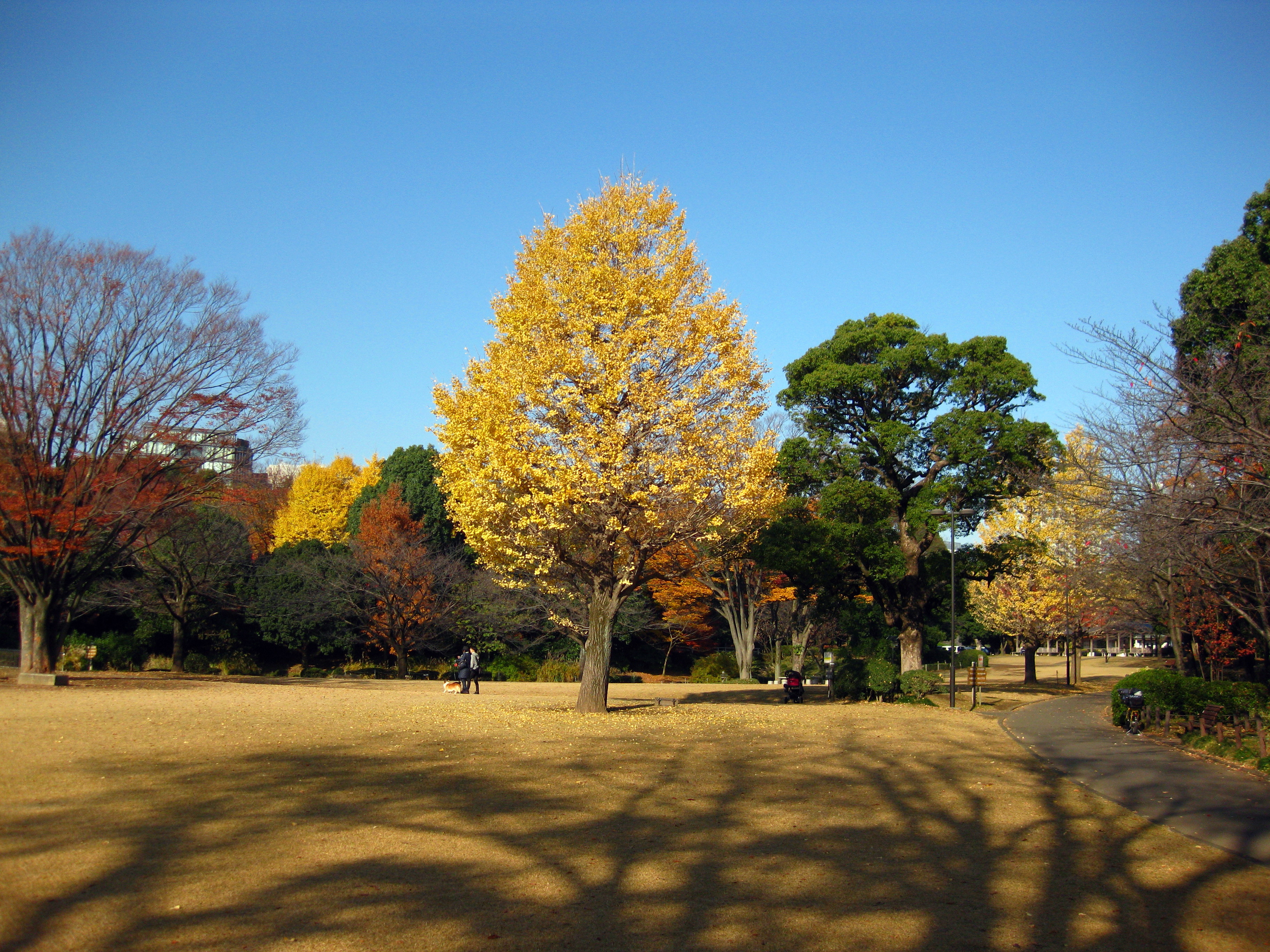 写真：芝生広場