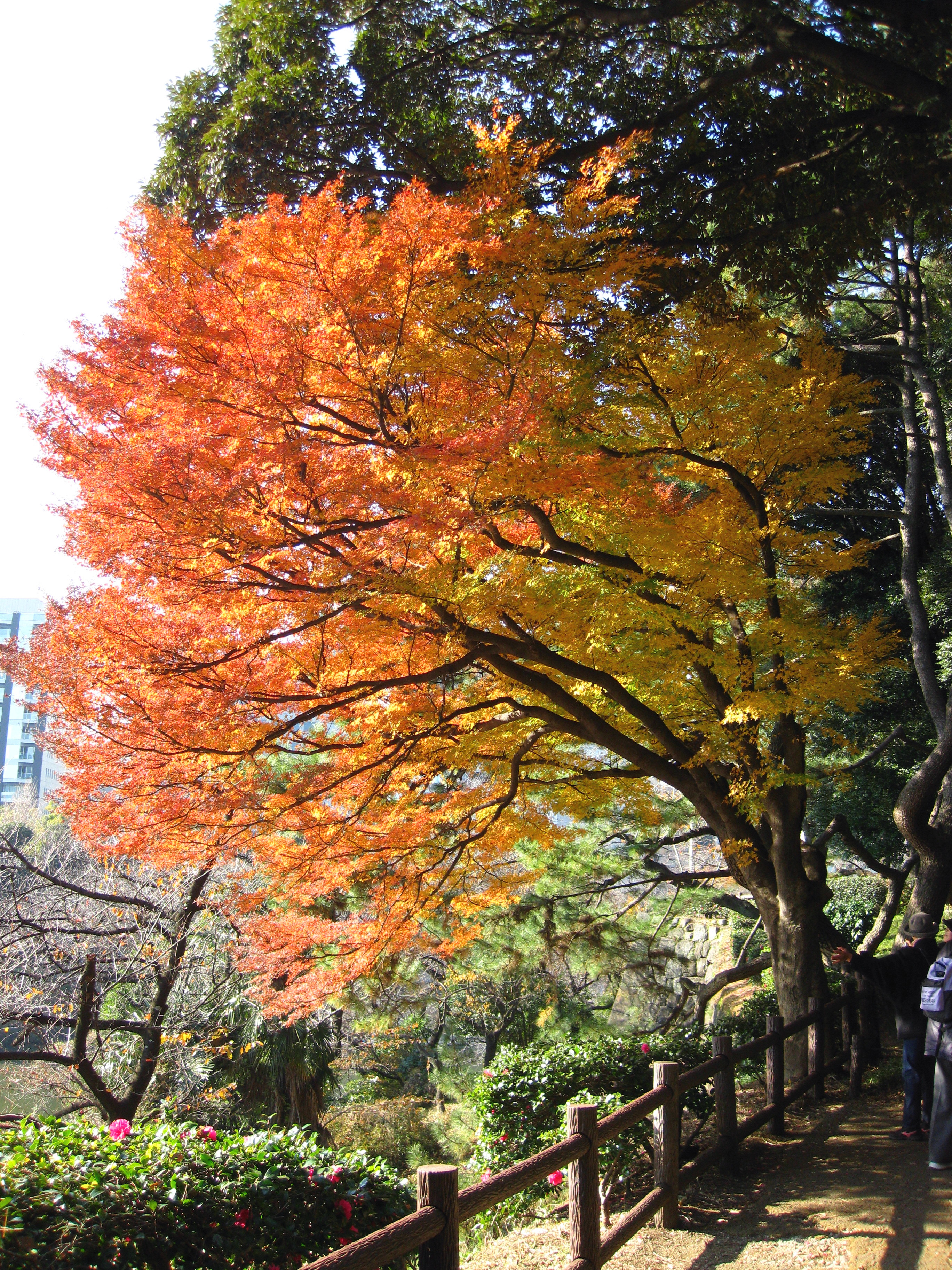 写真：千鳥ヶ淵に面した小道