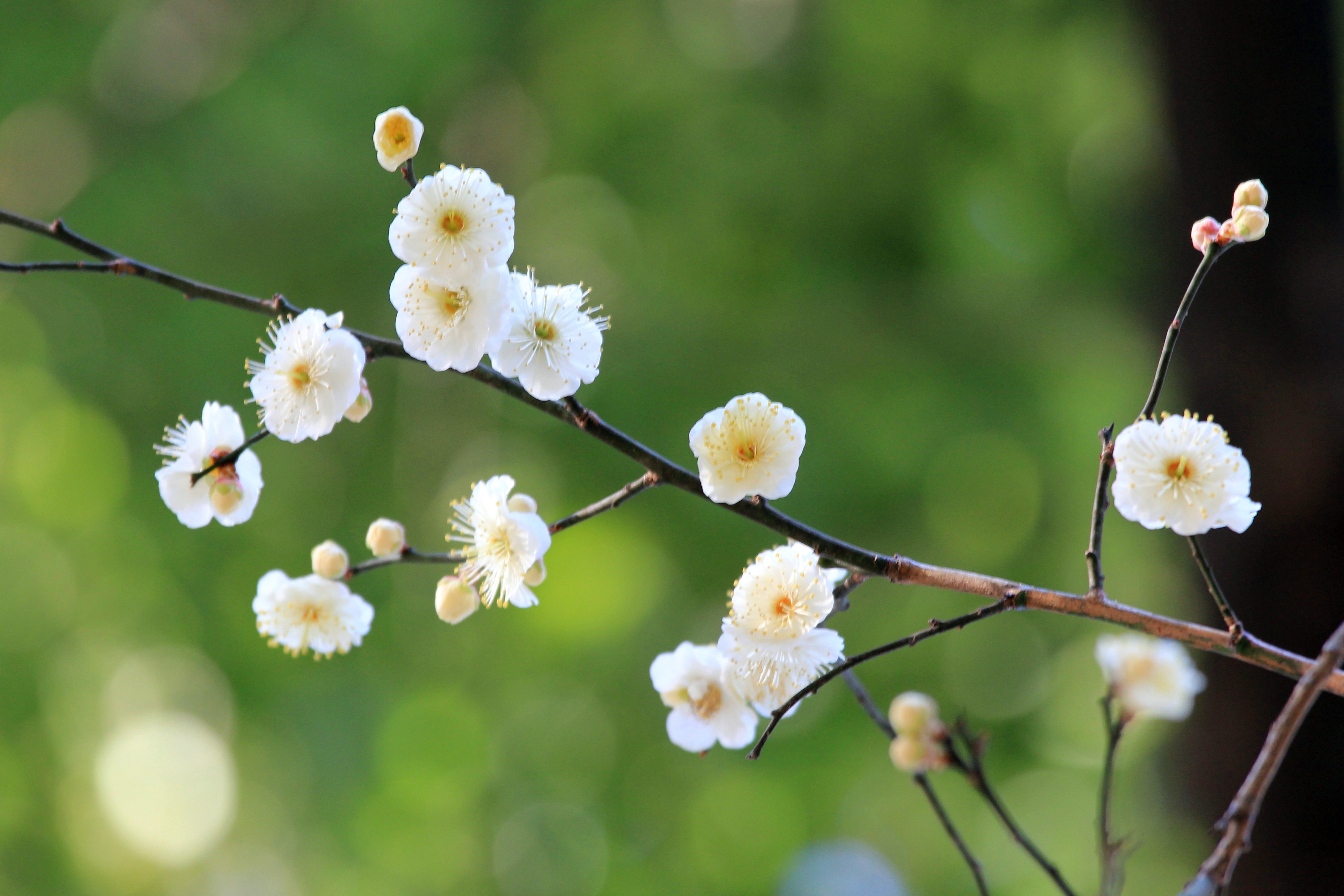 写真：ウメ（２）