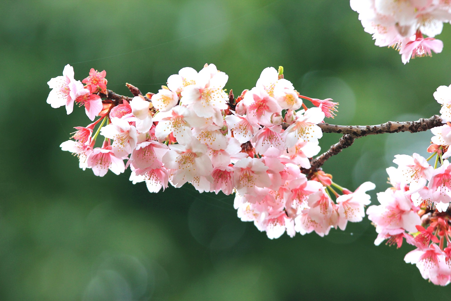 写真：カンザクラ（２）