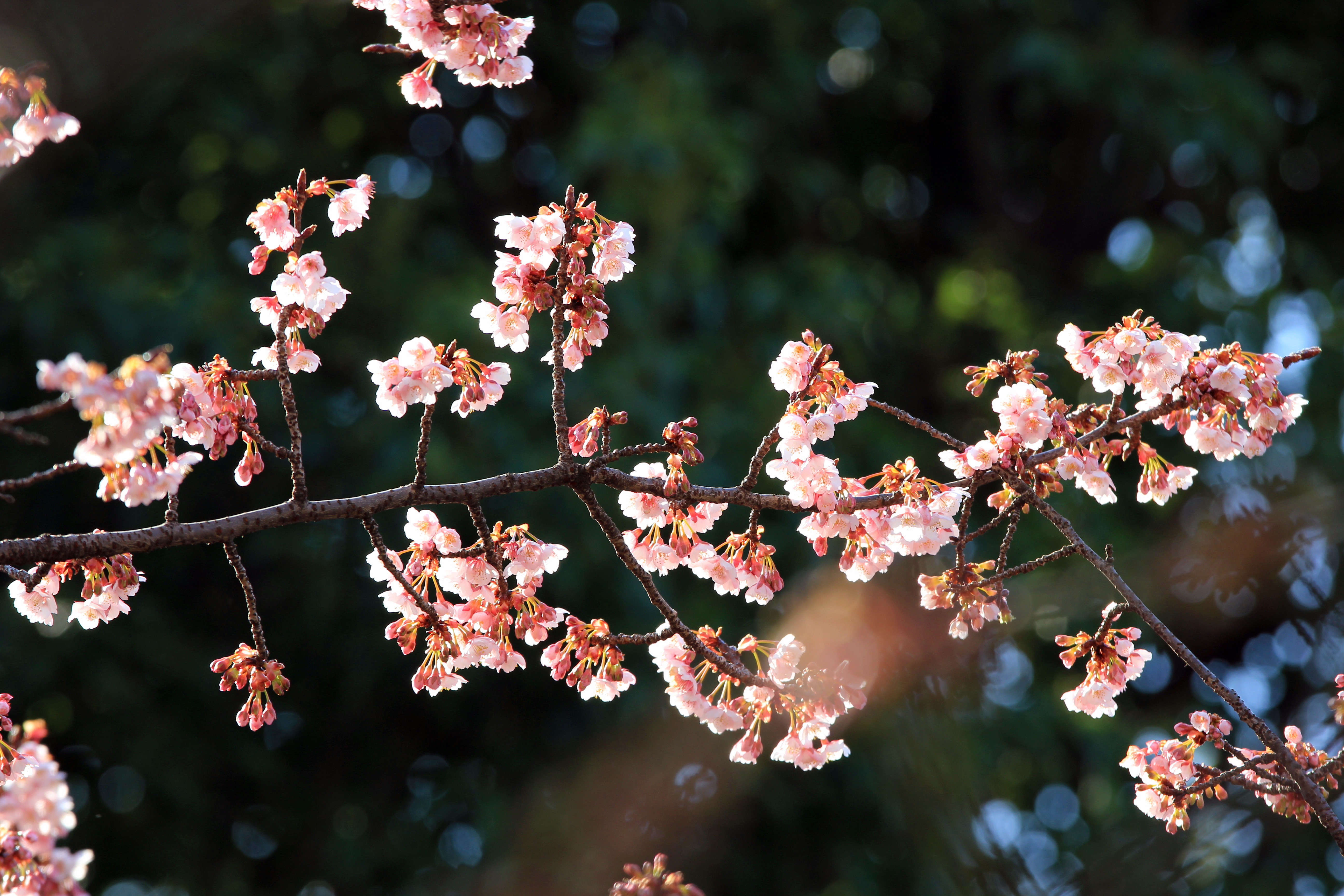 写真：カンザクラ