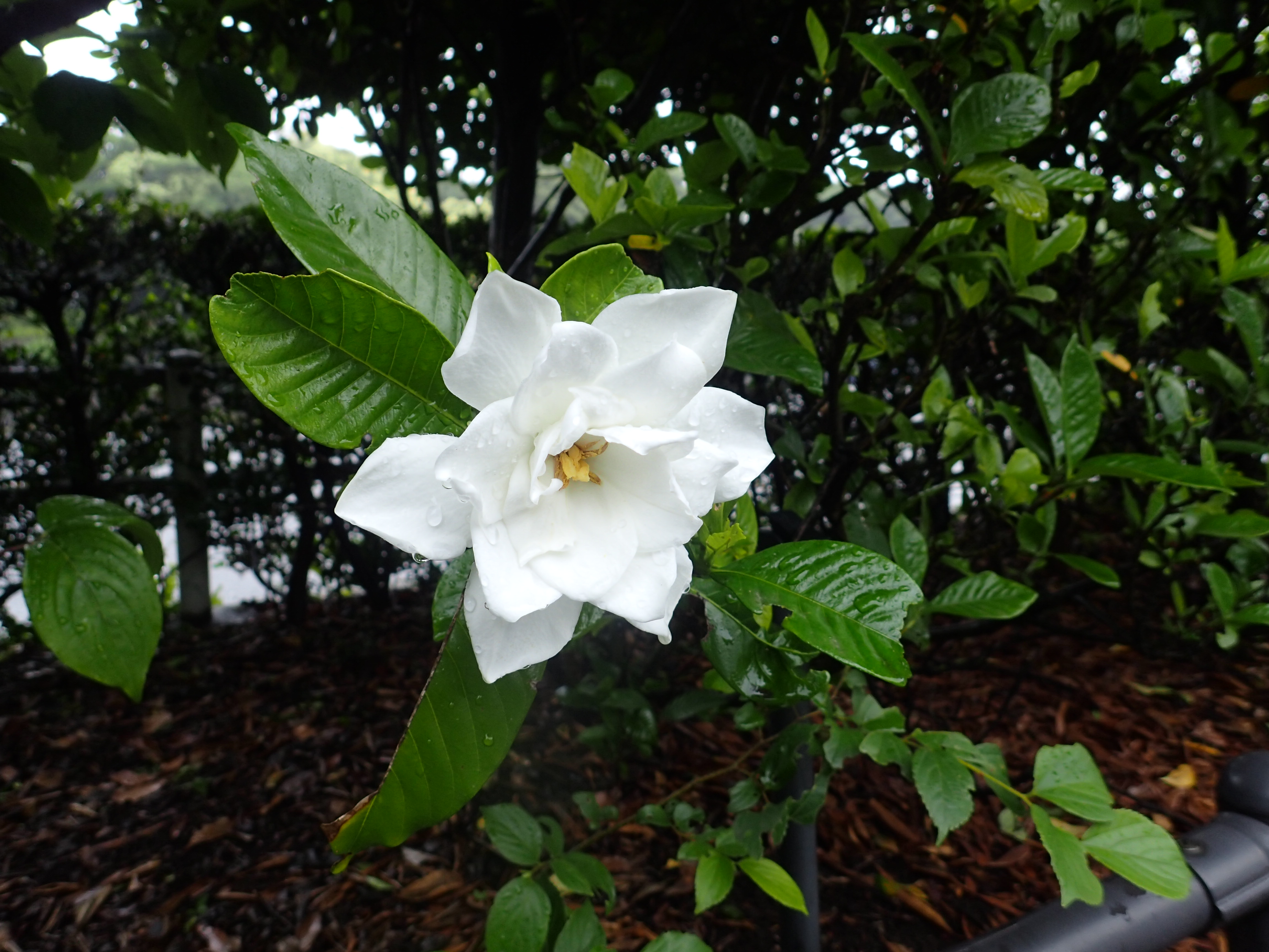 写真：クチナシの花