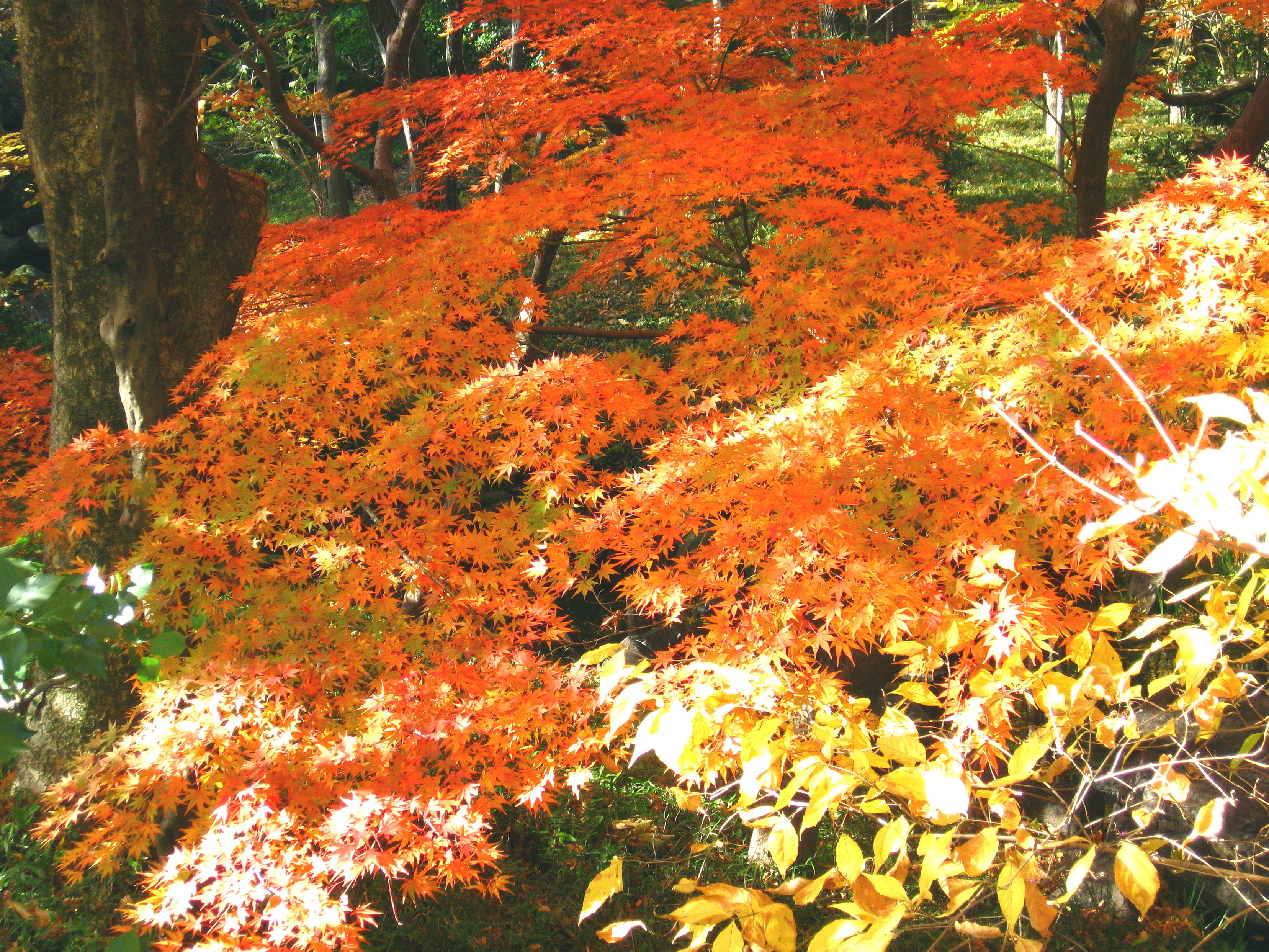 写真：モミジの紅葉