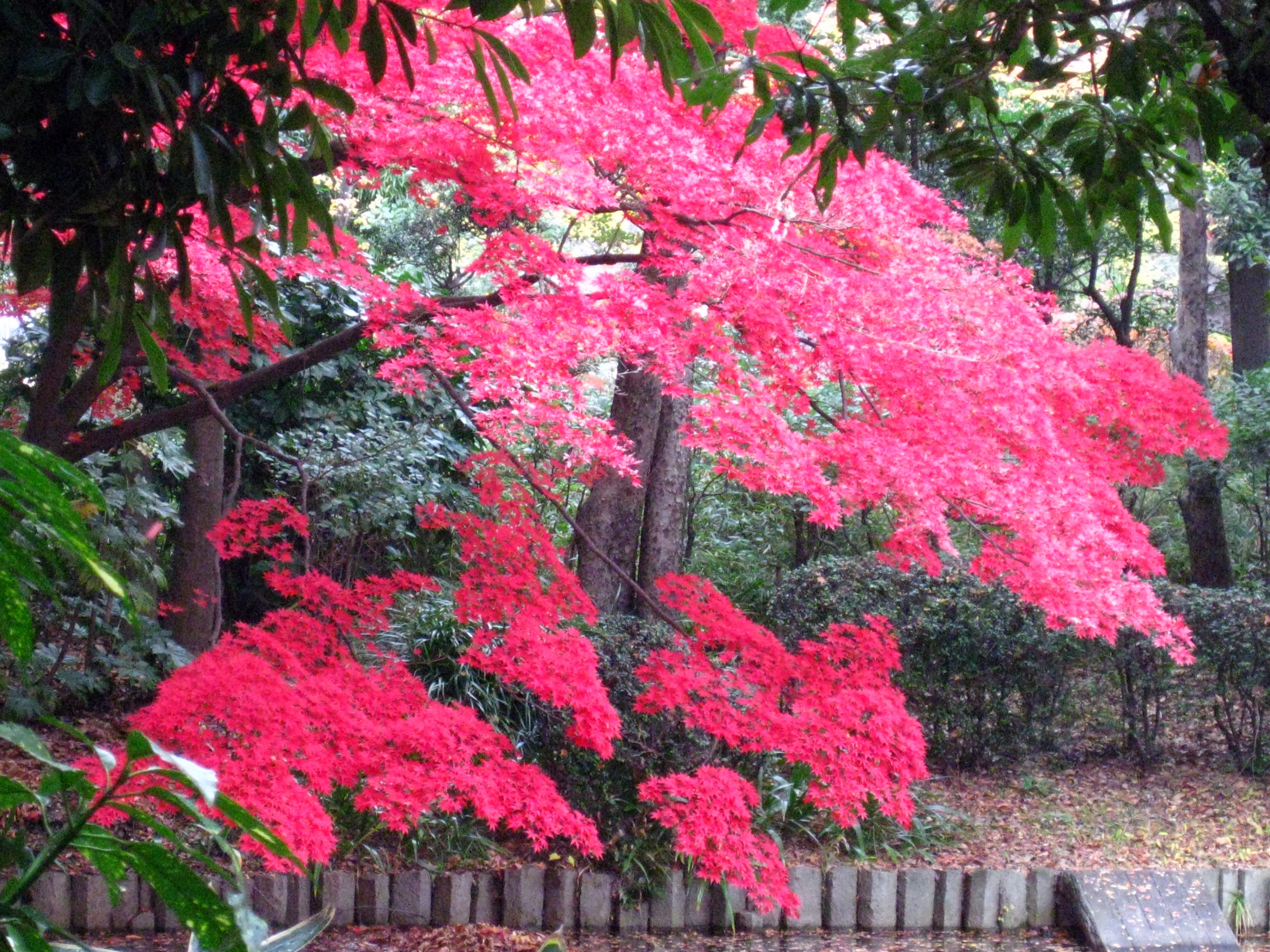 写真：モミジの紅葉（２）