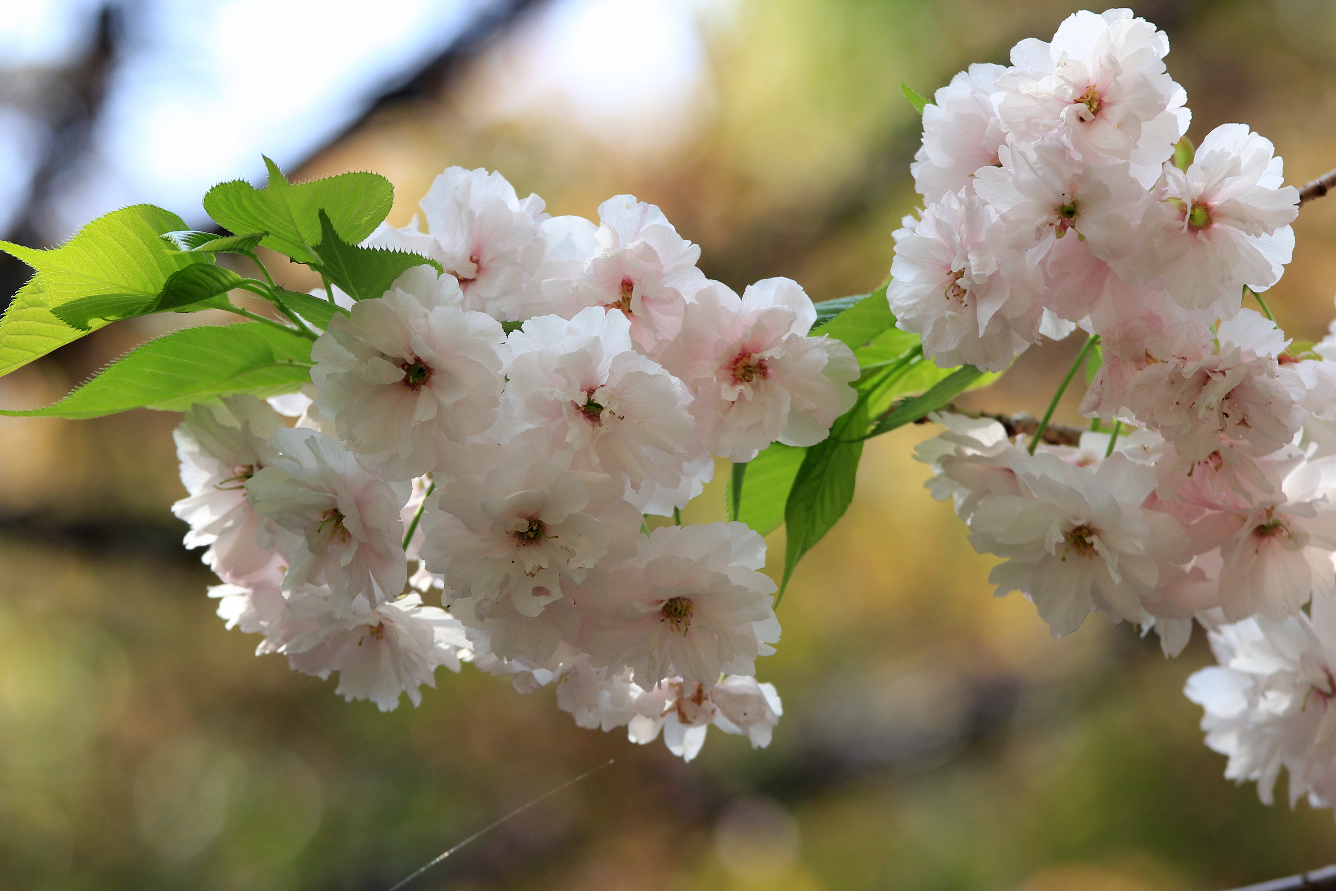 写真：八重桜