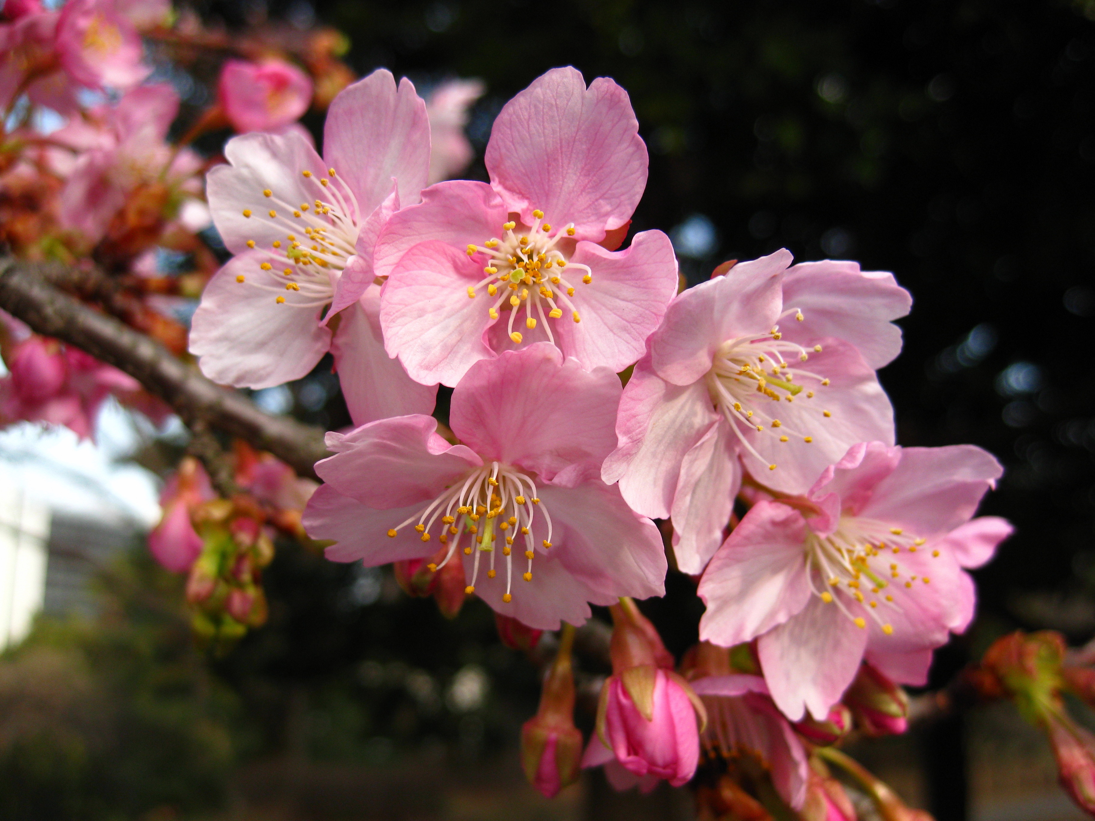 写真：河津桜