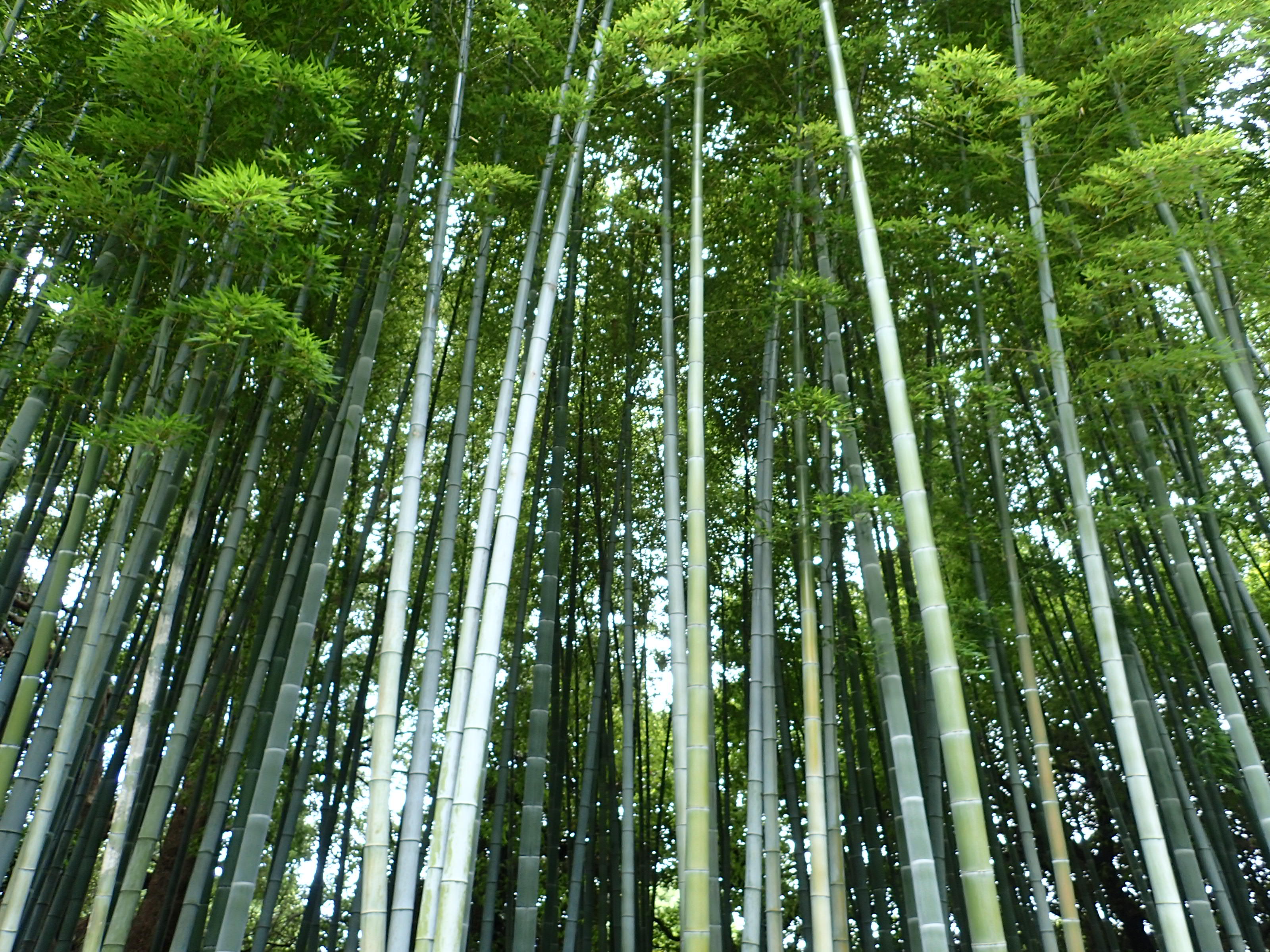 写真：竹林