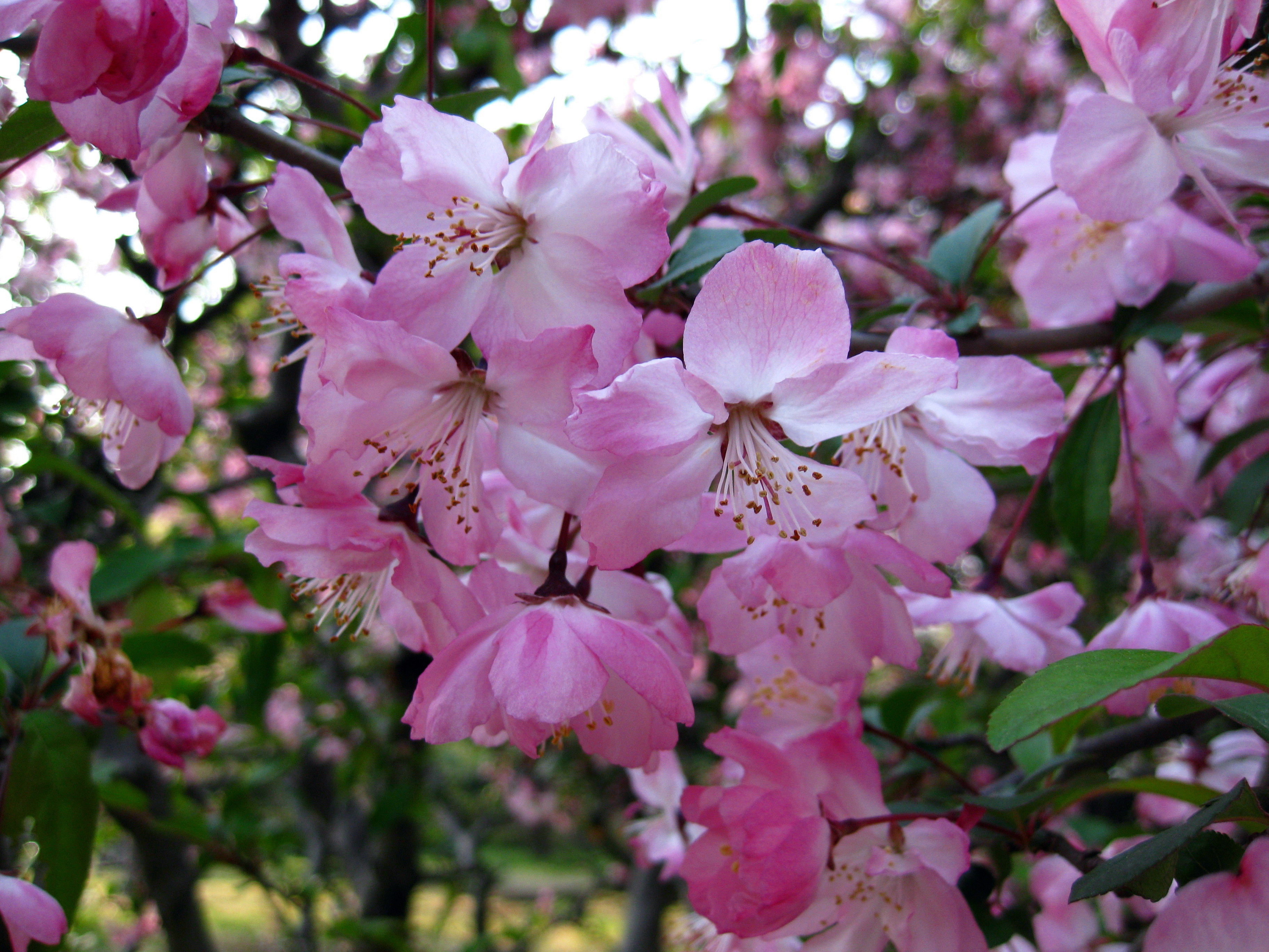 写真：一重の桜（３）