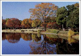 Photo: Kitanomaru Garden