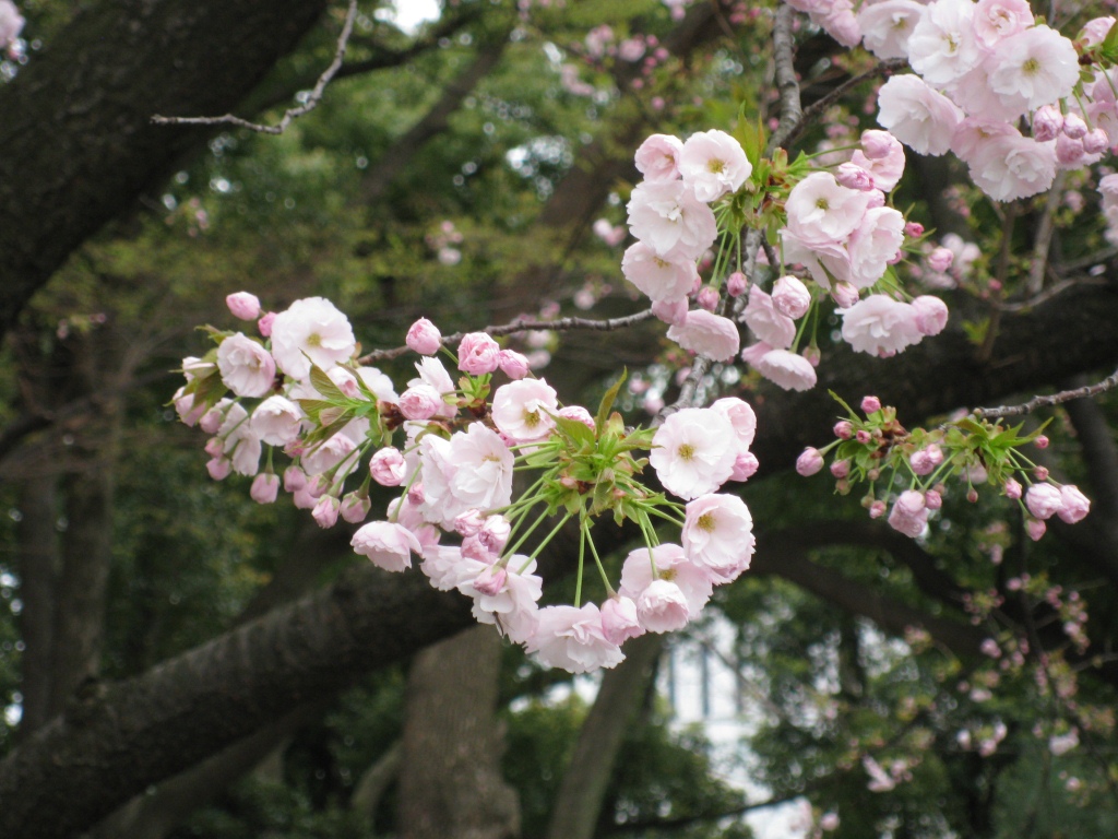 写真：馬場先地区の八重桜