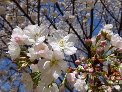 写真：旗桜（ハタザクラ）